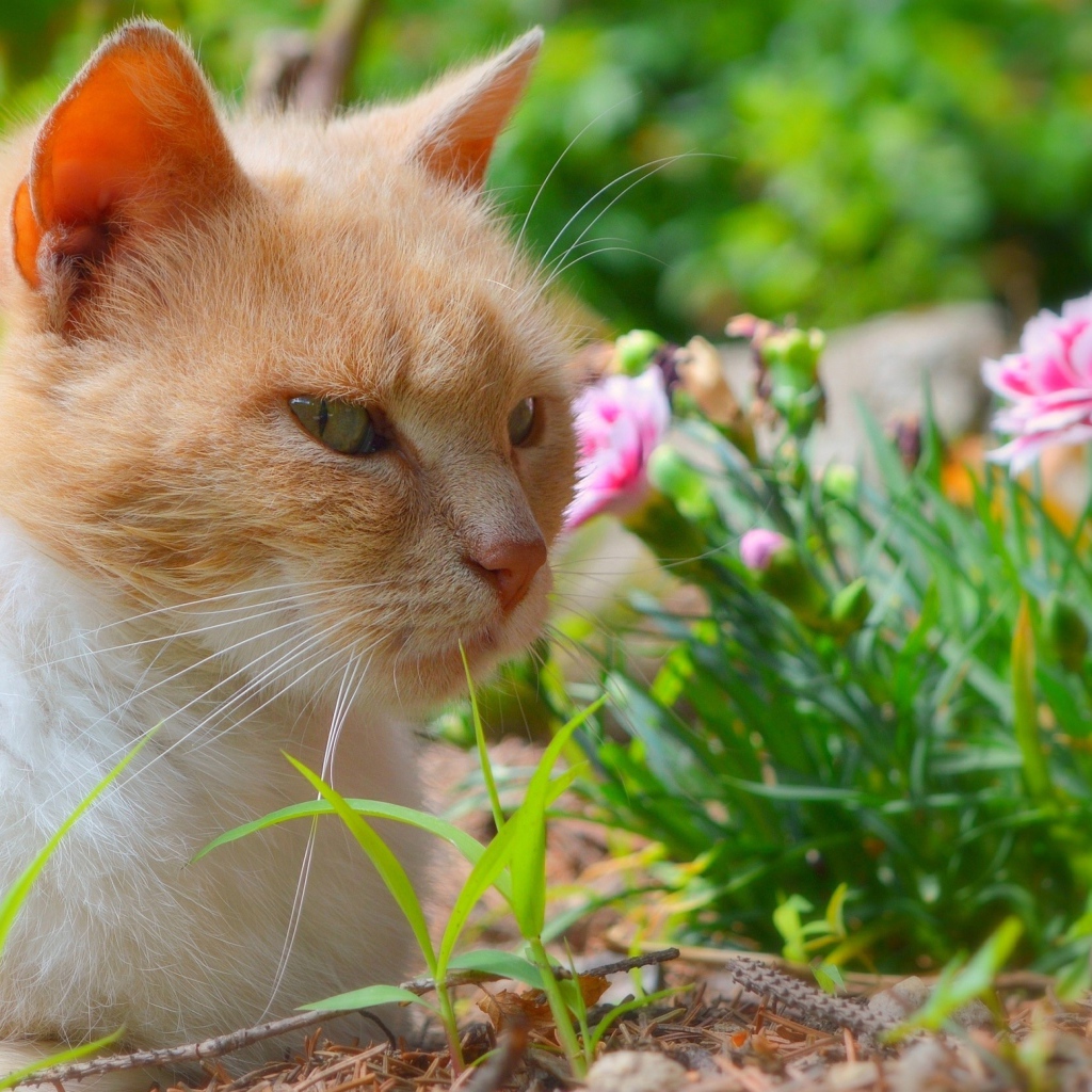 Красивый рыжий кот сидит на фоне цветов