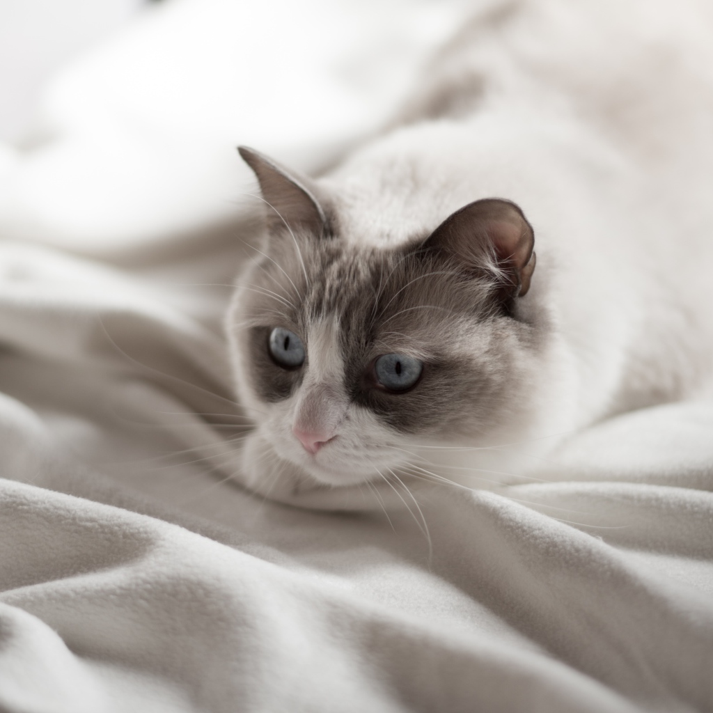 Красивый породистый голубоглазый кот лежит на белом покрывале