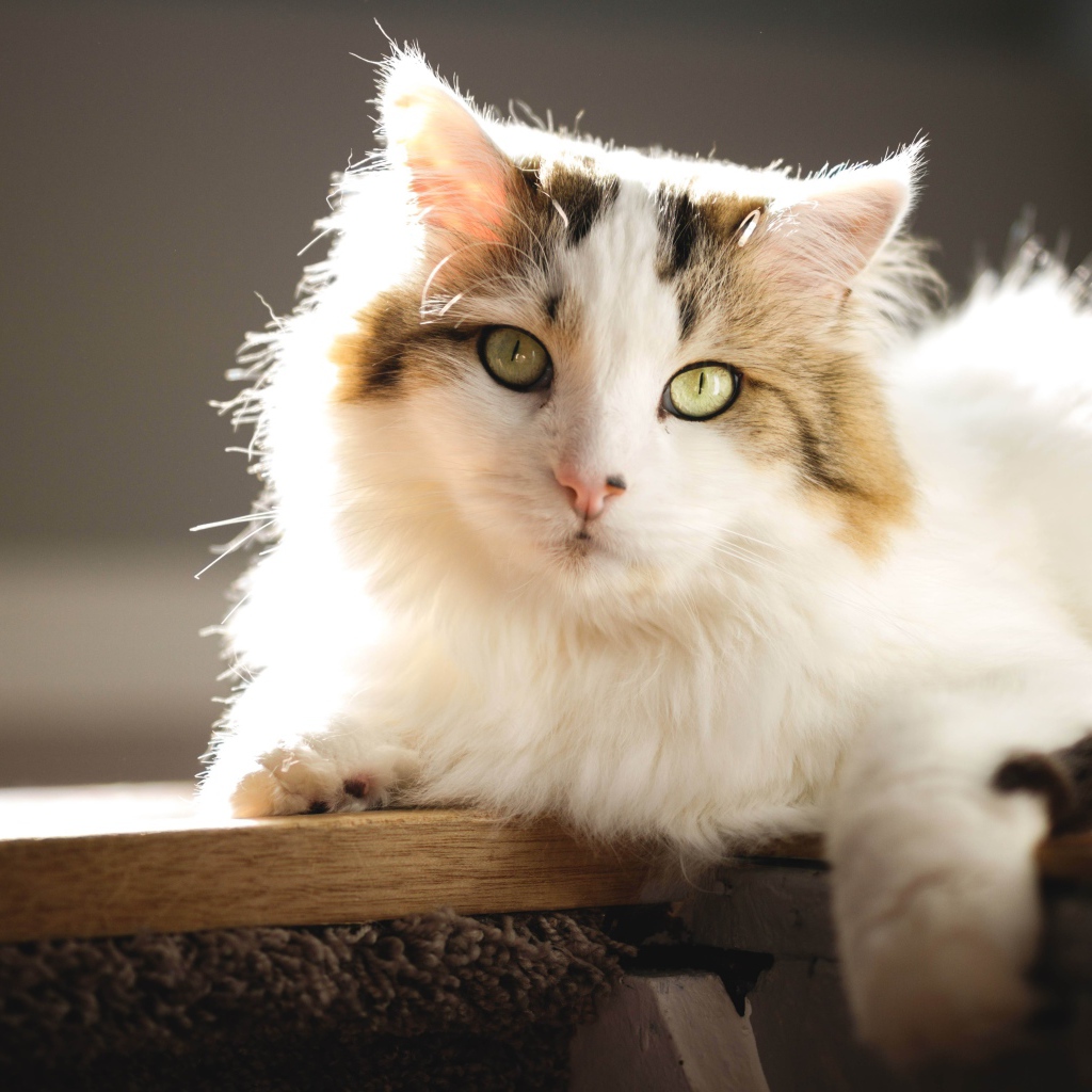 Большой красивый кот лежит на подоконнике в лучах солнца