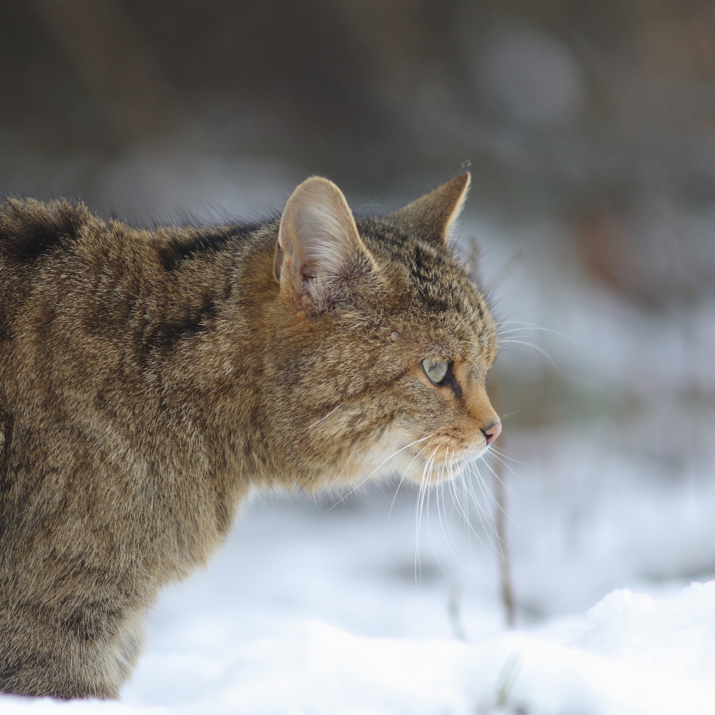 Большой серый кот идет по белому снегу