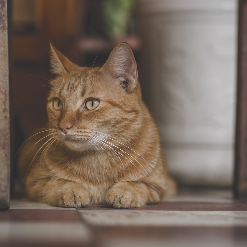 Большой рыжий кот лежит под стулом