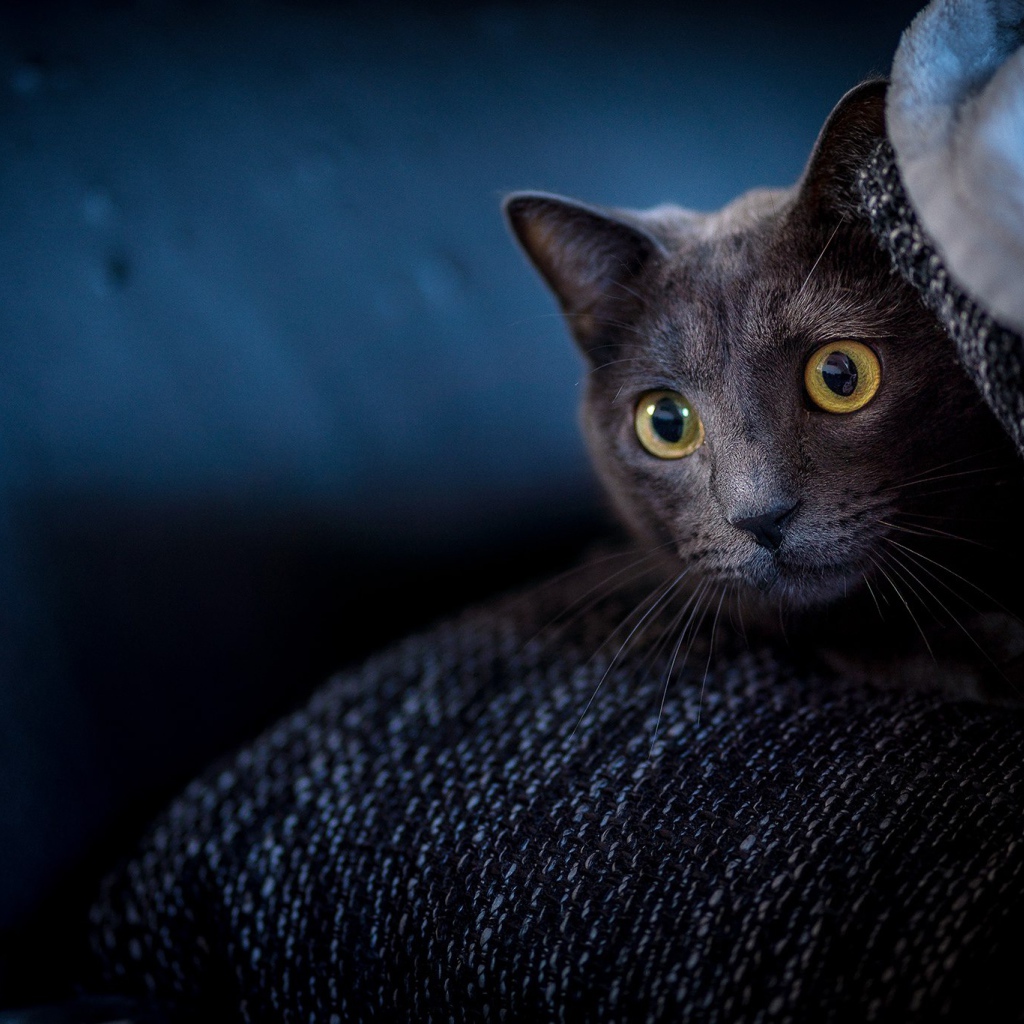 Испуганный кот с желтыми глазами прячется на диване