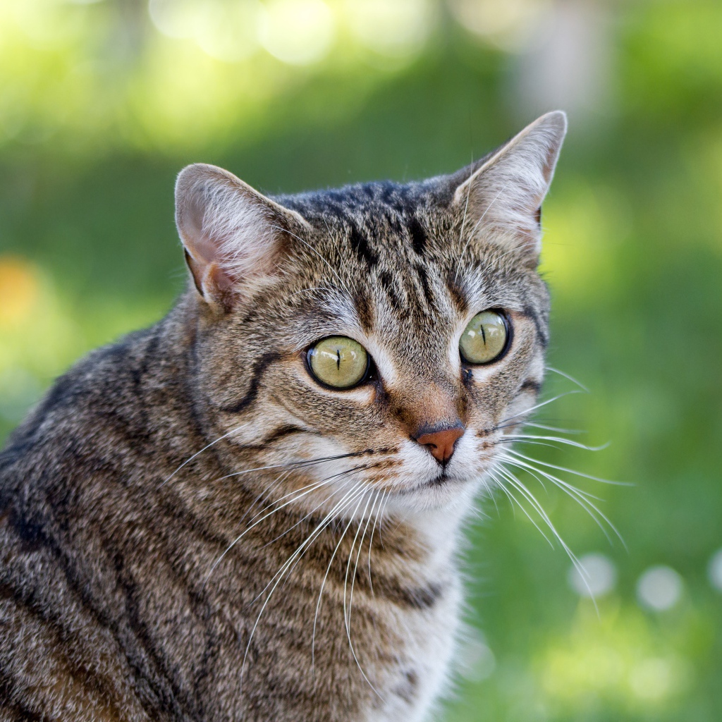Взгляд серого зеленоглазого кота с длинными усами