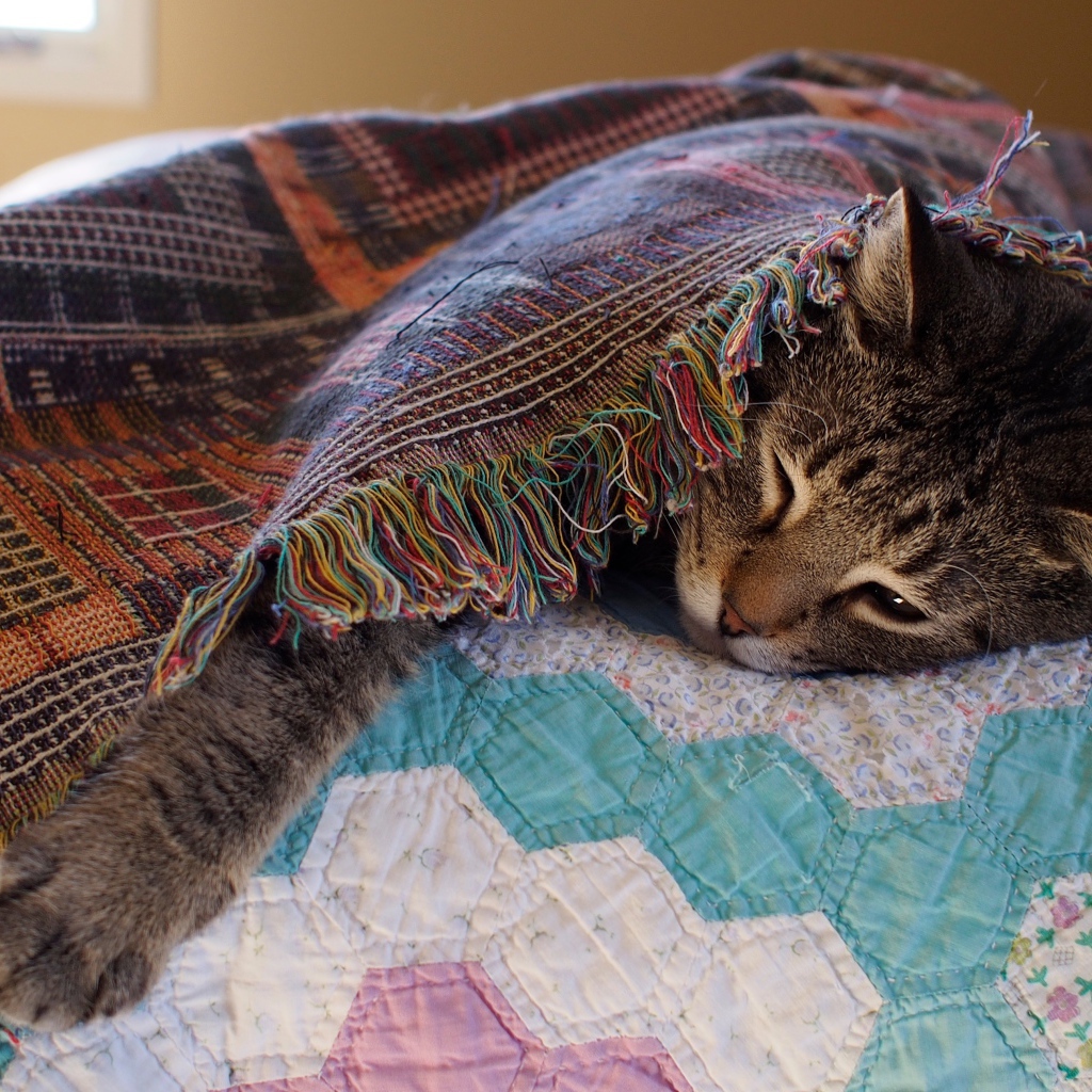 Серый кот спит под покрывалом на кровати
