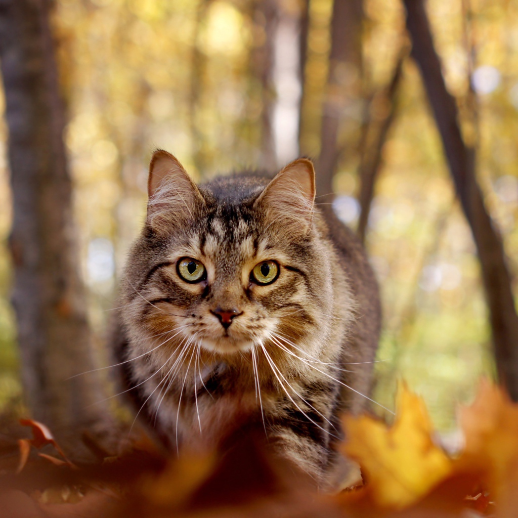 Зеленоглазый серый кот стоит на желтой листве в лесу