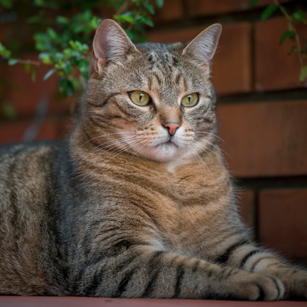 Большой серый кот лежит у кирпичной стены 