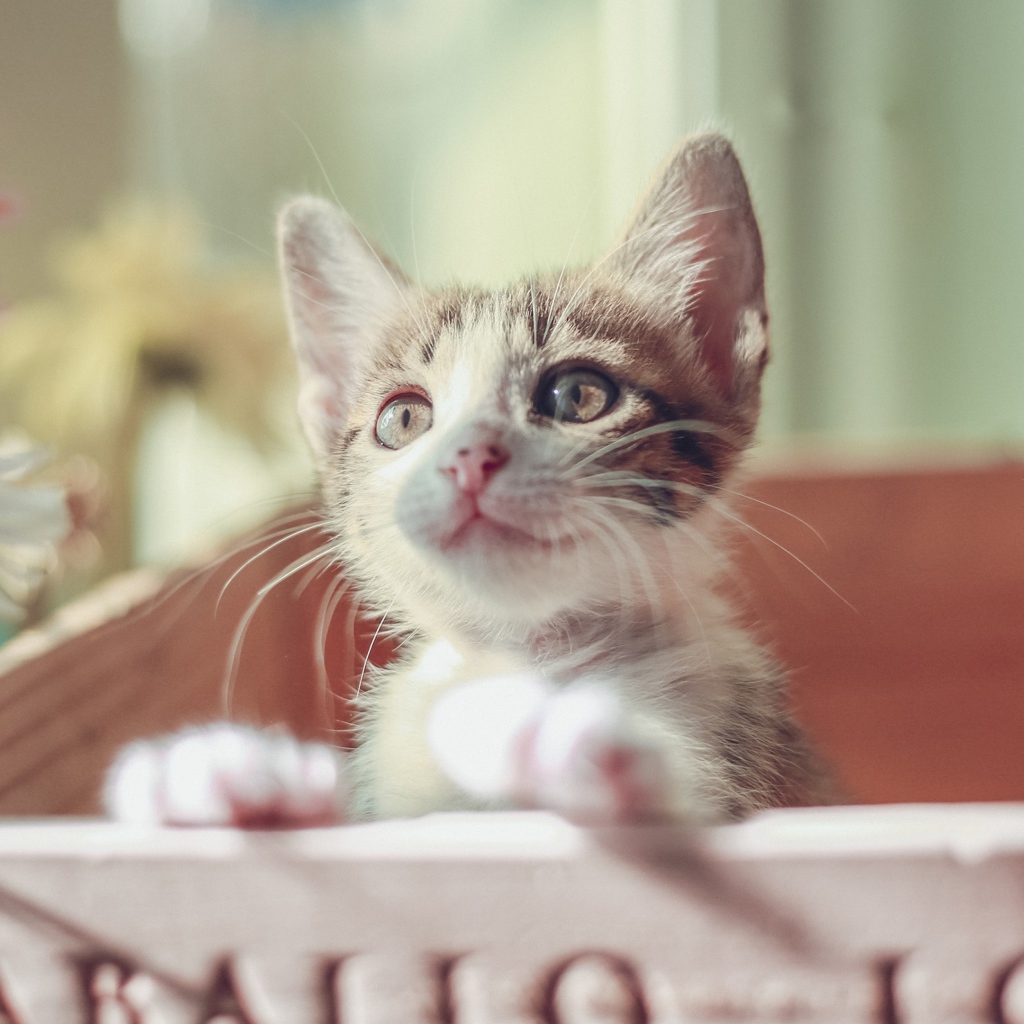 Маленький милый котенок в ящике 