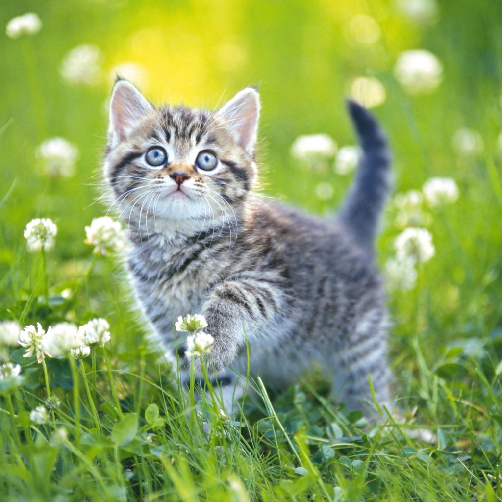 Маленький серый котенок гуляет по зеленой траве