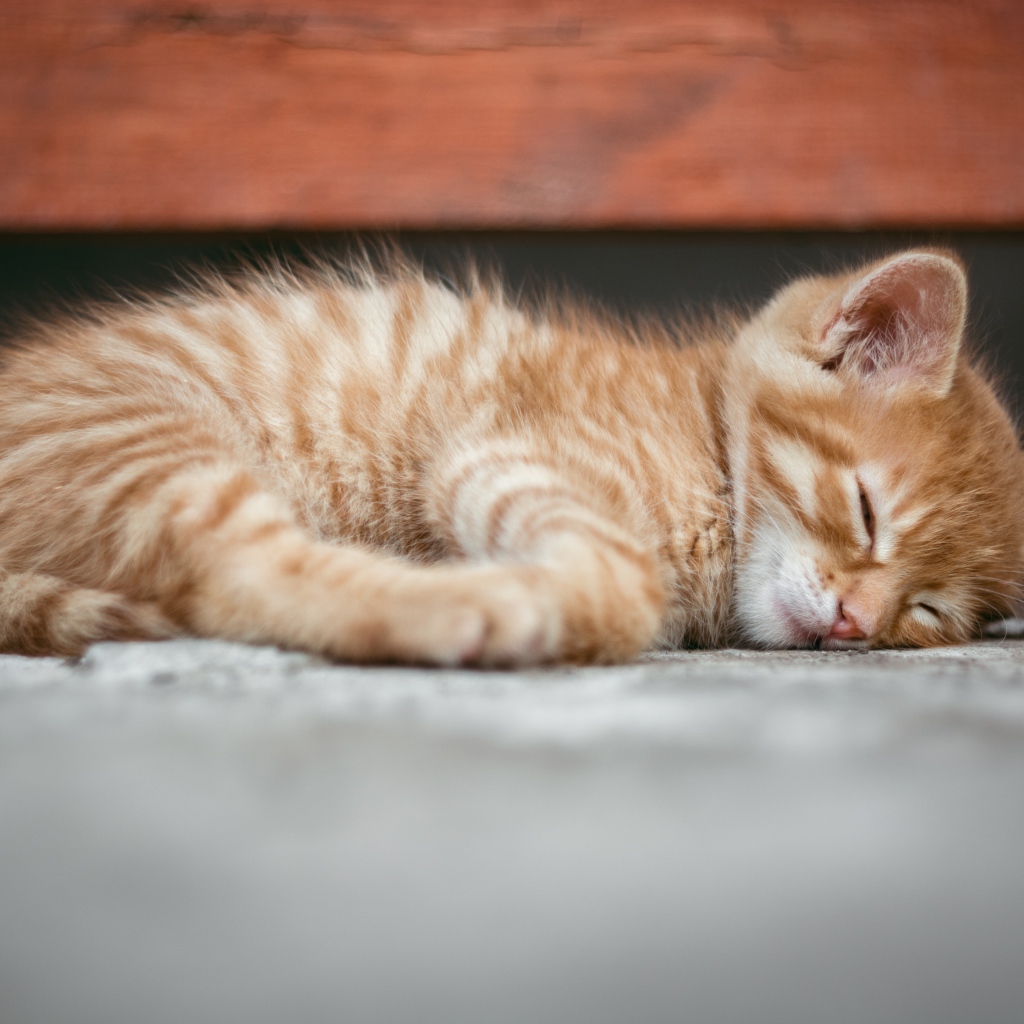 Маленький рыжий котенок спит на земле