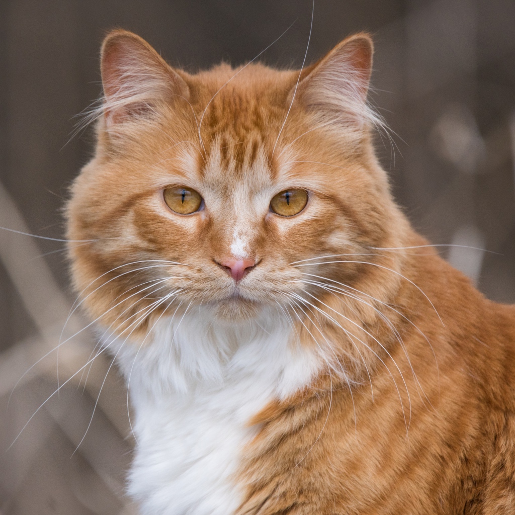 Взгляд красивого рыжего с белым кота 