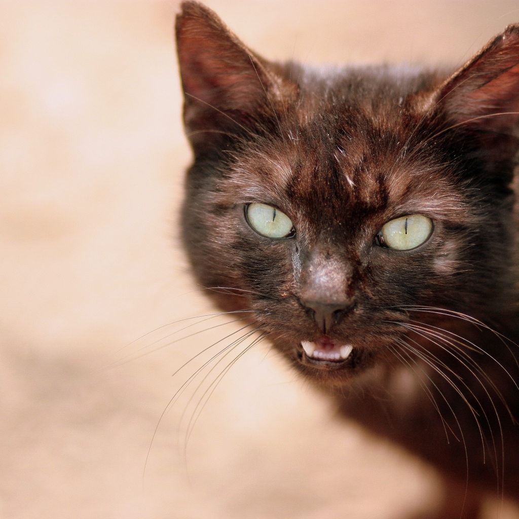 Мяукающий черный кот