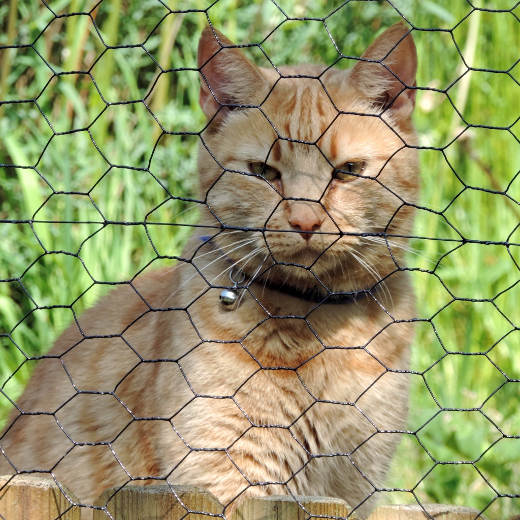 Рыжий кот сидит за железной сеткой