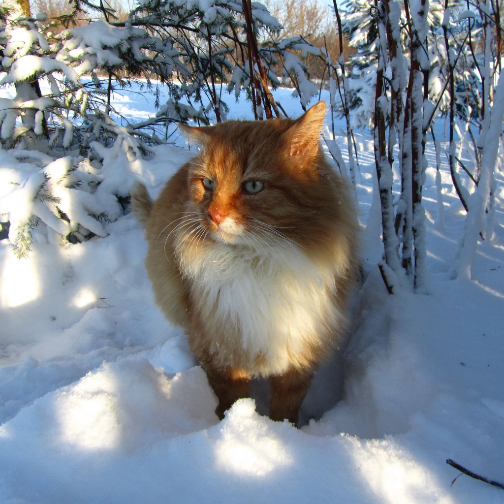Рыжий кот стоит на холодном белом снегу