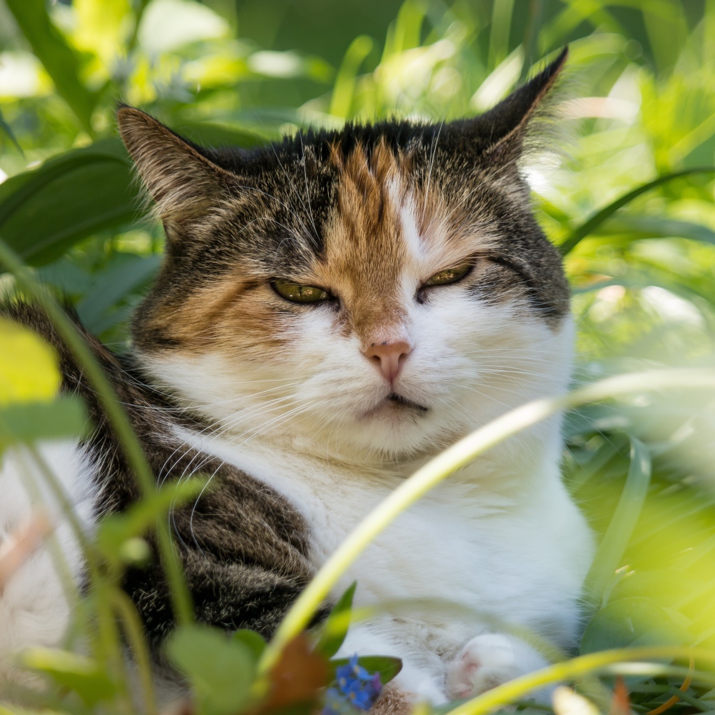 Сонный кот лежит в зеленой листве