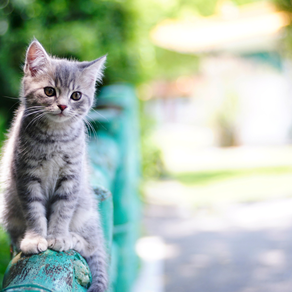 Маленький серый котенок сидит на перилах