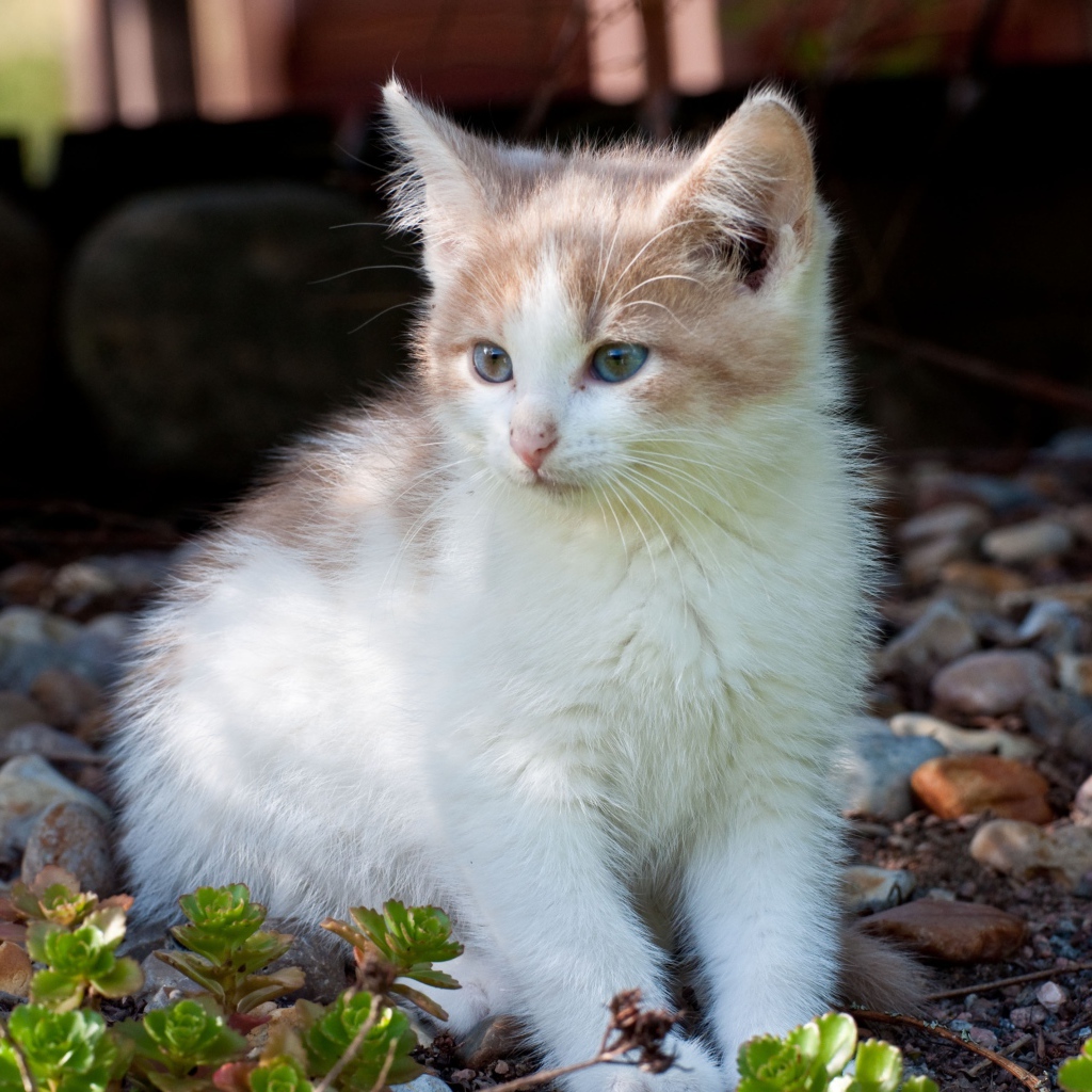 Маленький котенок сидит на мелких камнях