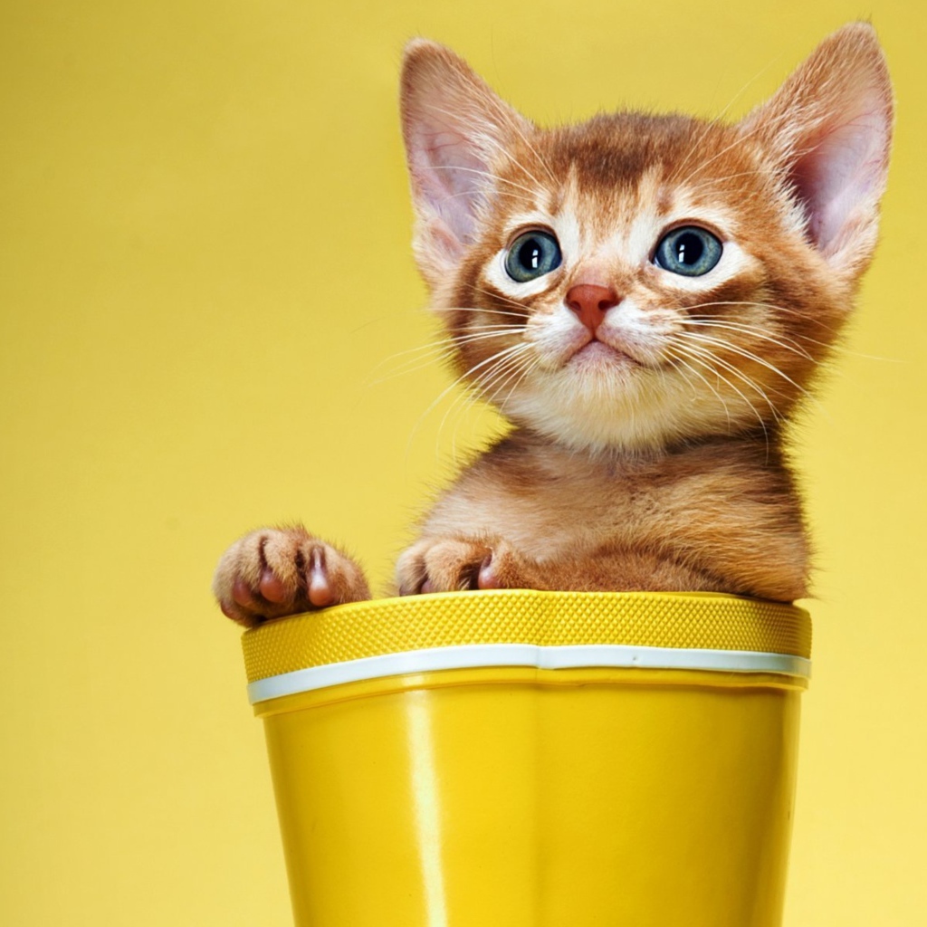 Маленький рыжий котенок сидит в цветочном горшке на желтом фоне