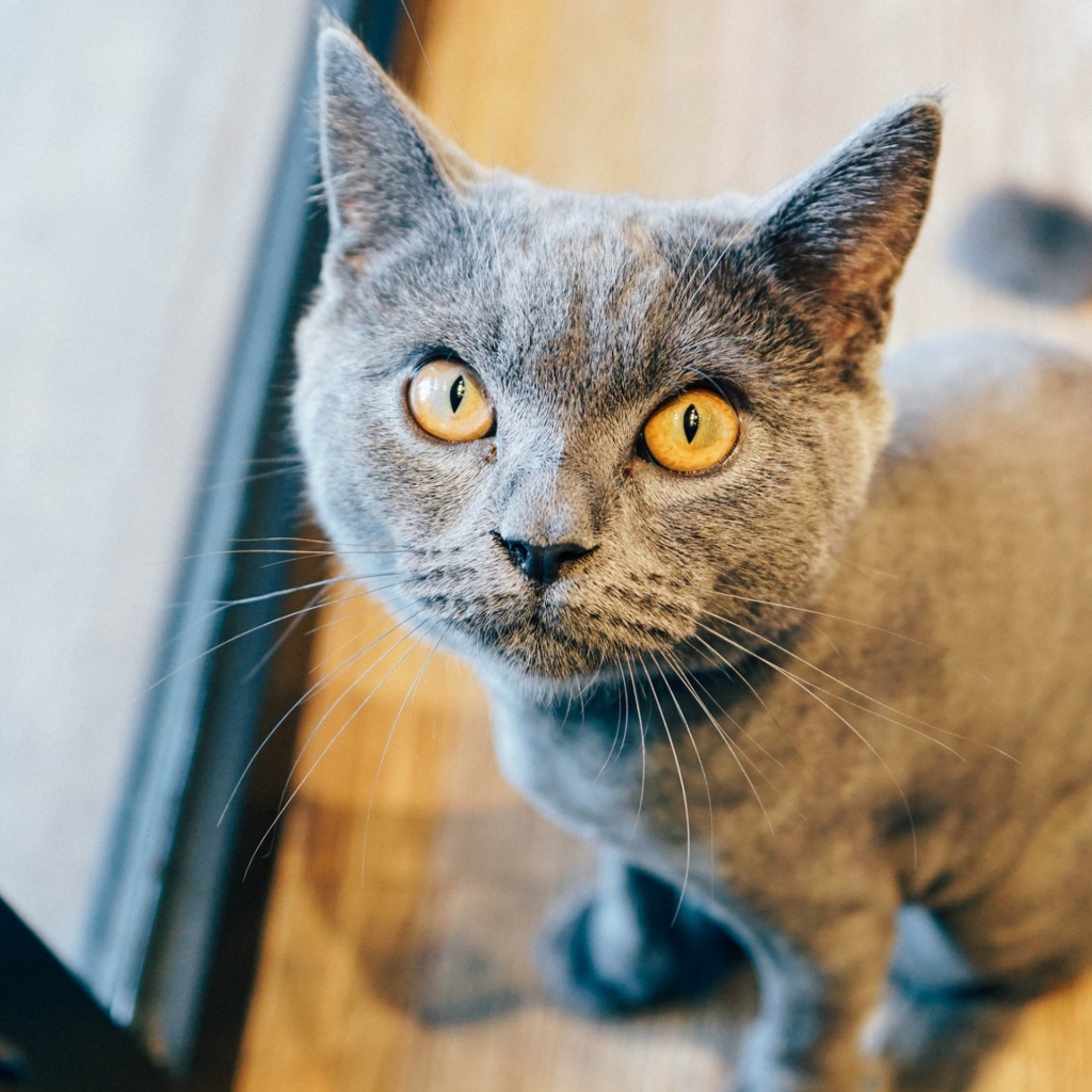 Суровый взгляд британского кота 