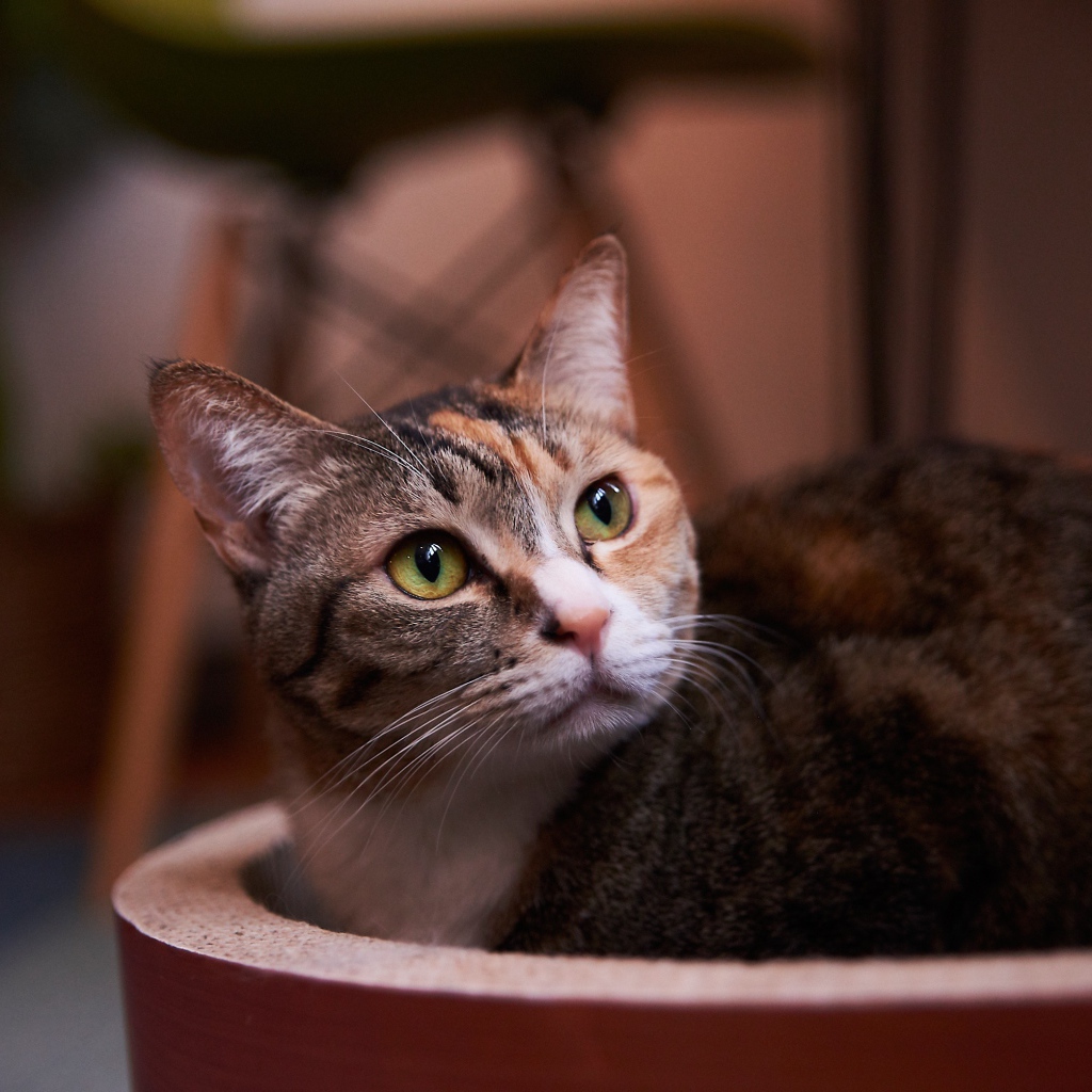 Взгляд трехцветной кошки 