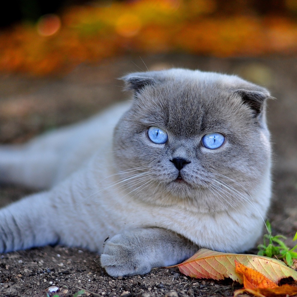 Красивый британский голубоглазый кот лежит на земле с желтыми листьями