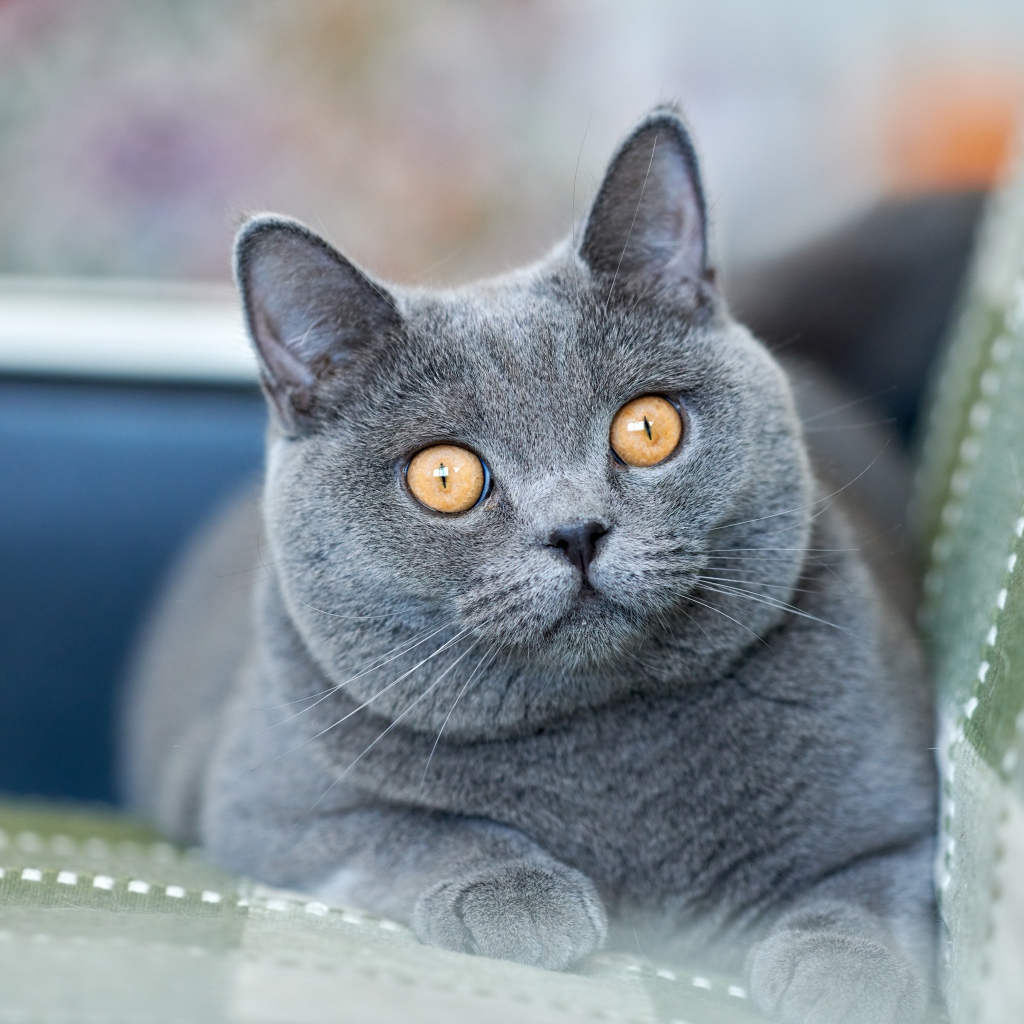 Красивый британский кот с желтыми глазами лежит на диване