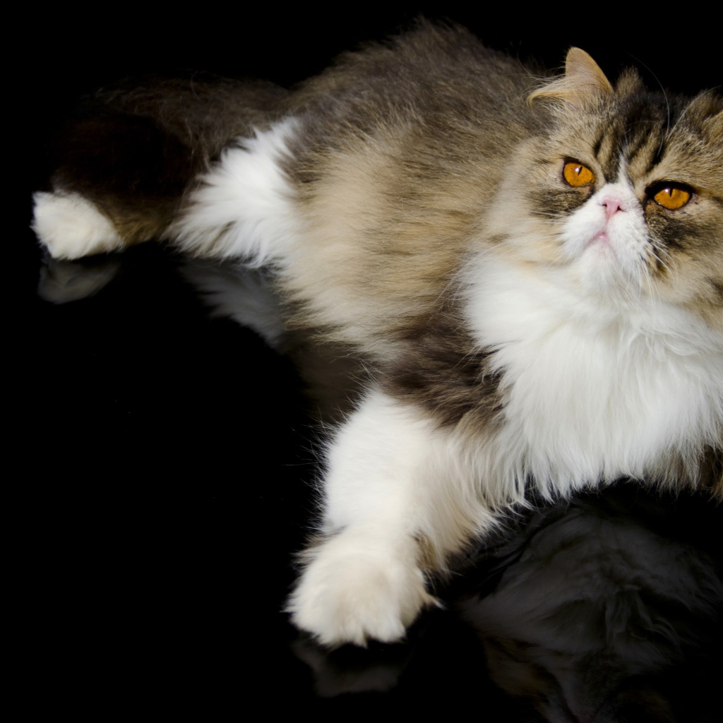 Красивый персидский кот на черном фоне