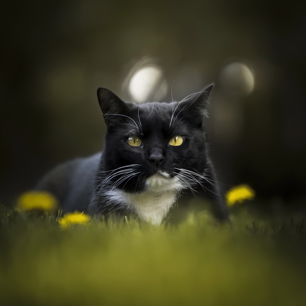 Красивый черно-белый кот сидит в траве