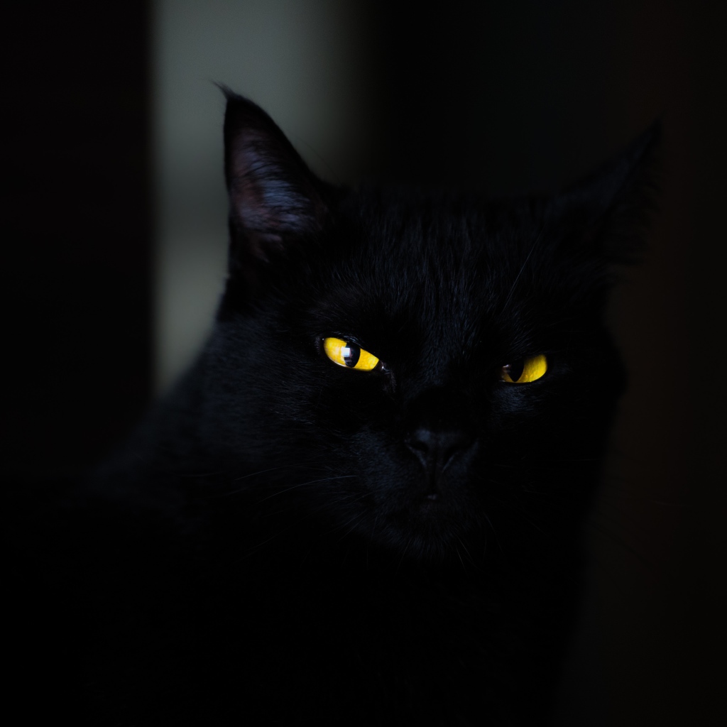 Красивый черный кот с желтыми глазами