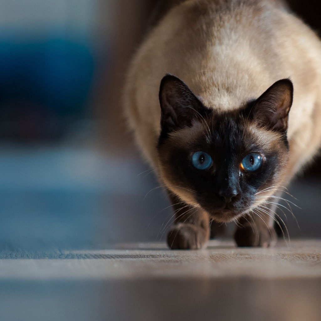 Красивый голубоглазый сиамский кот охотится 