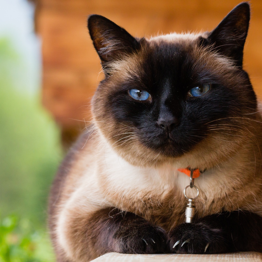 Красивый голубоглазый сиамский кот с ошейником