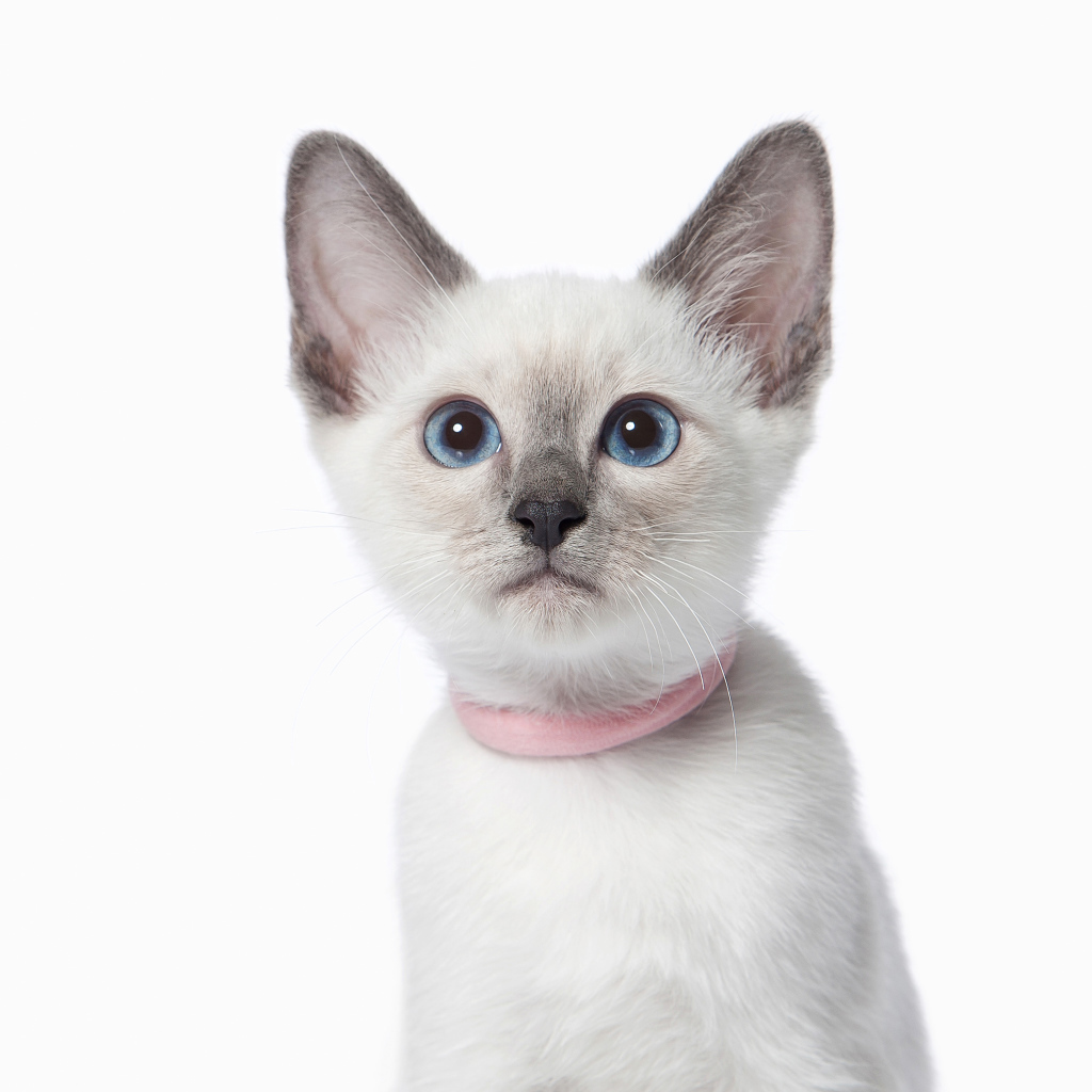 Красивый голубоглазый породистый котенок на белом фоне
