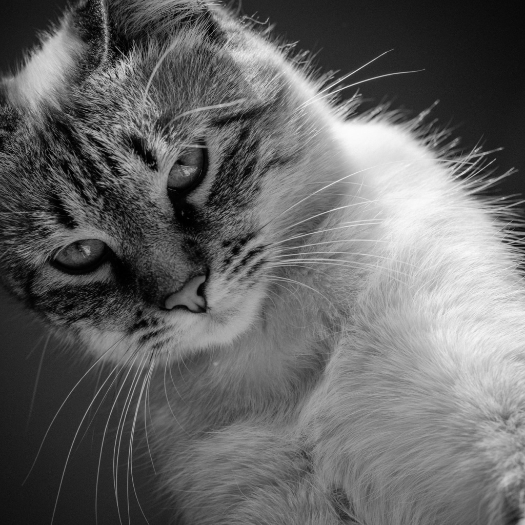 Красивый кот черно -белое фото 
