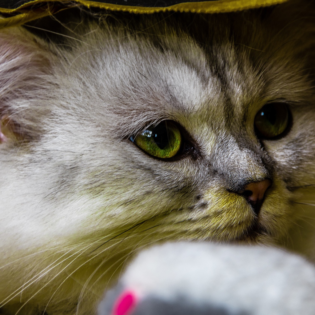 Красивый пушистый зеленоглазый кот под одеялом