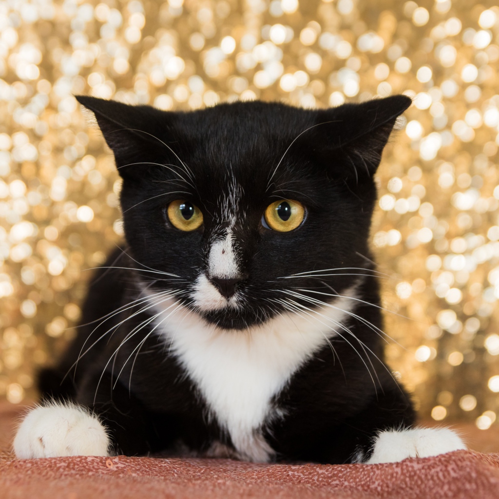 Красивый испуганный черно белый кот 