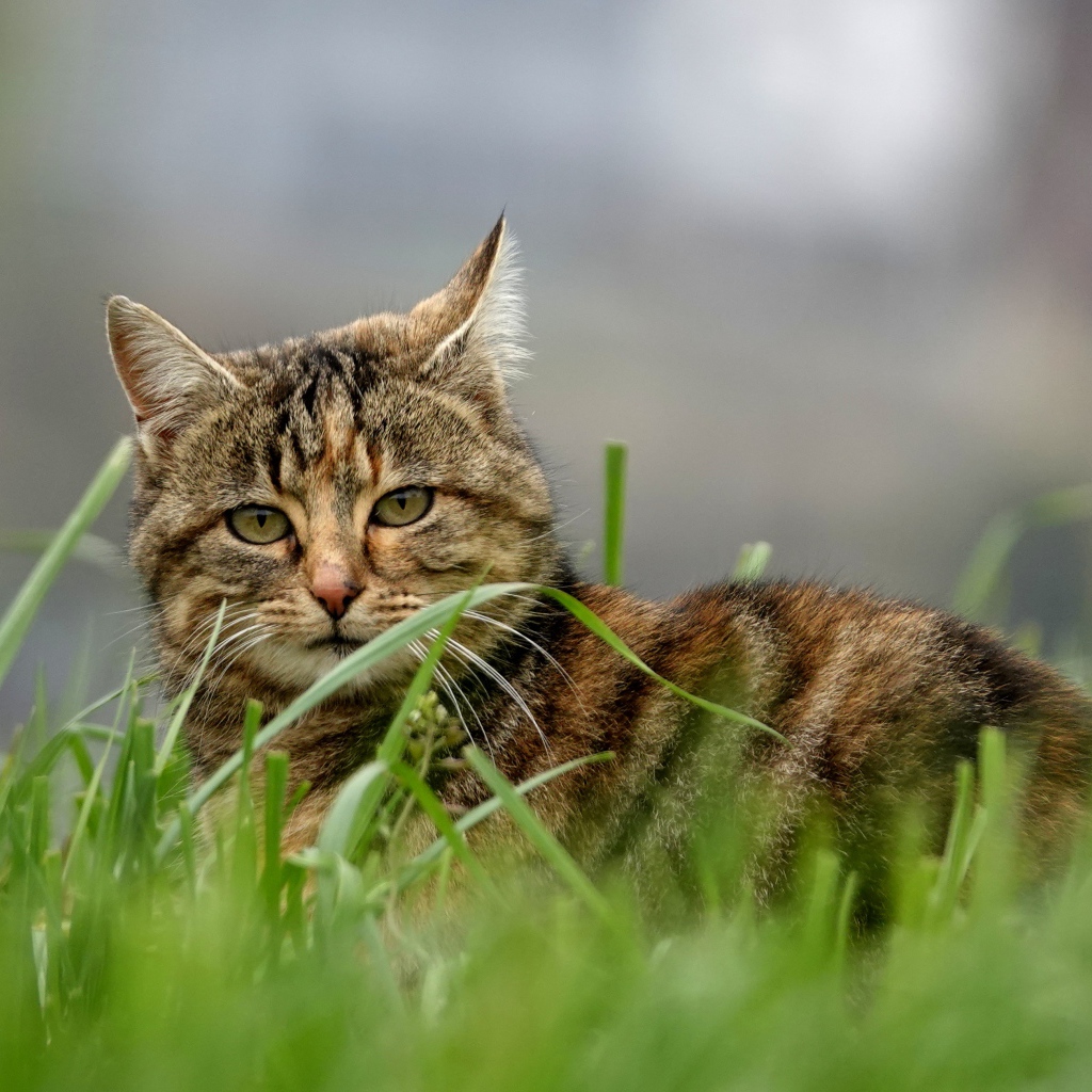 Красивый серый кот в зеленой траве