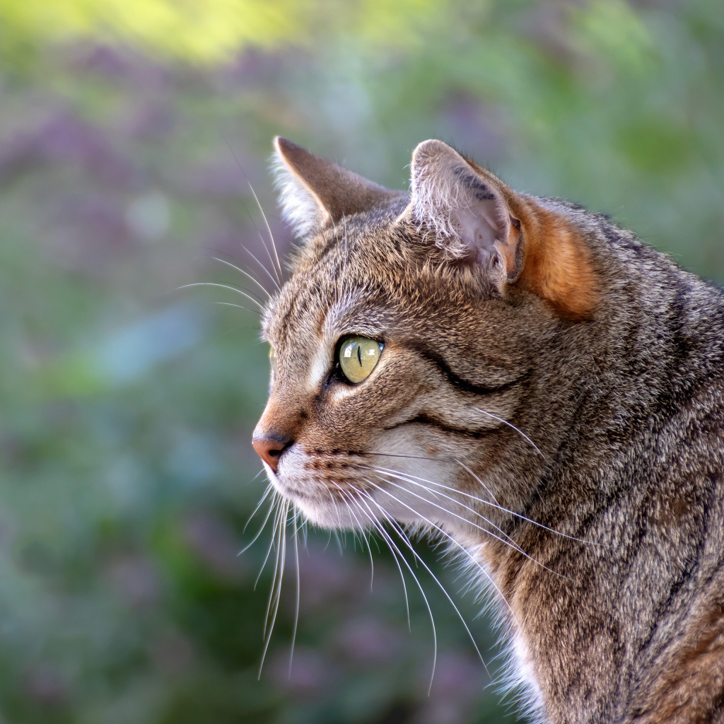 Красивый серый зеленоглазый кот