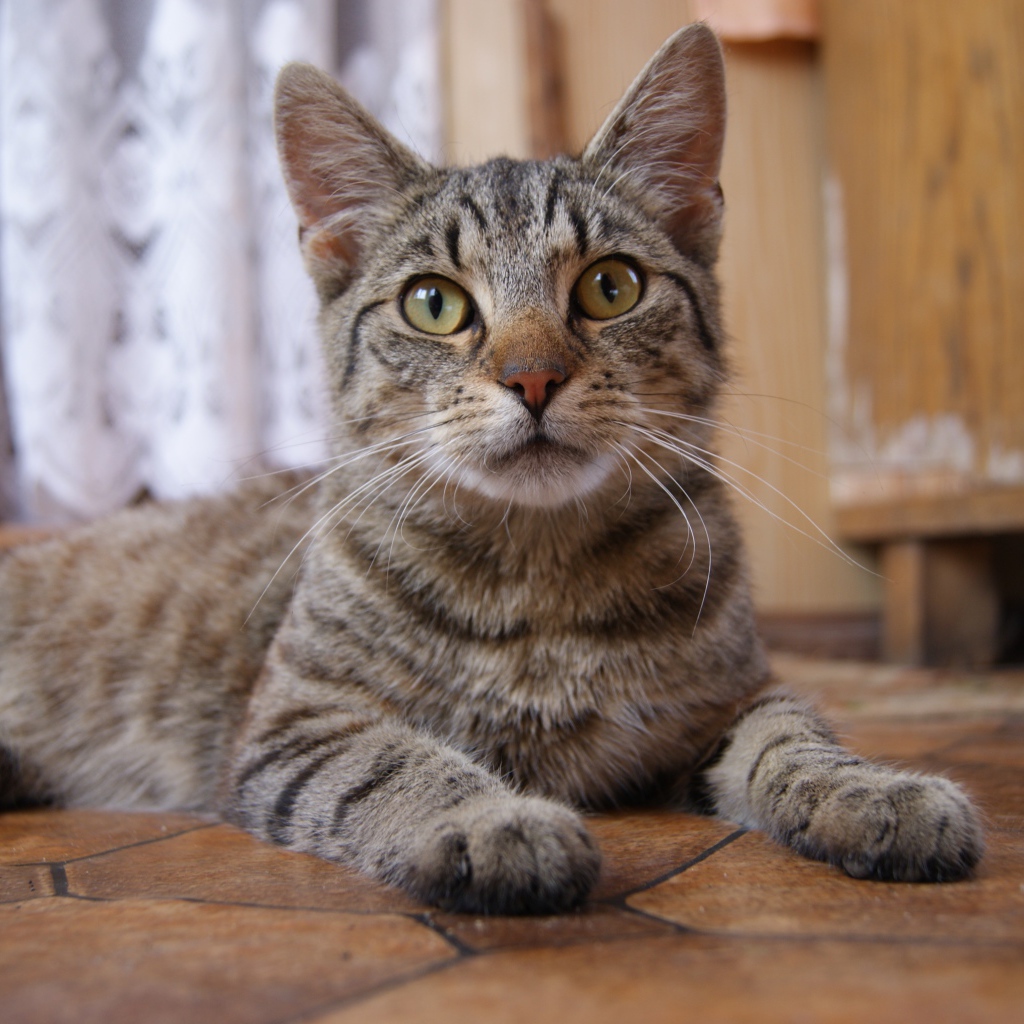 Красивый серый домашний кот