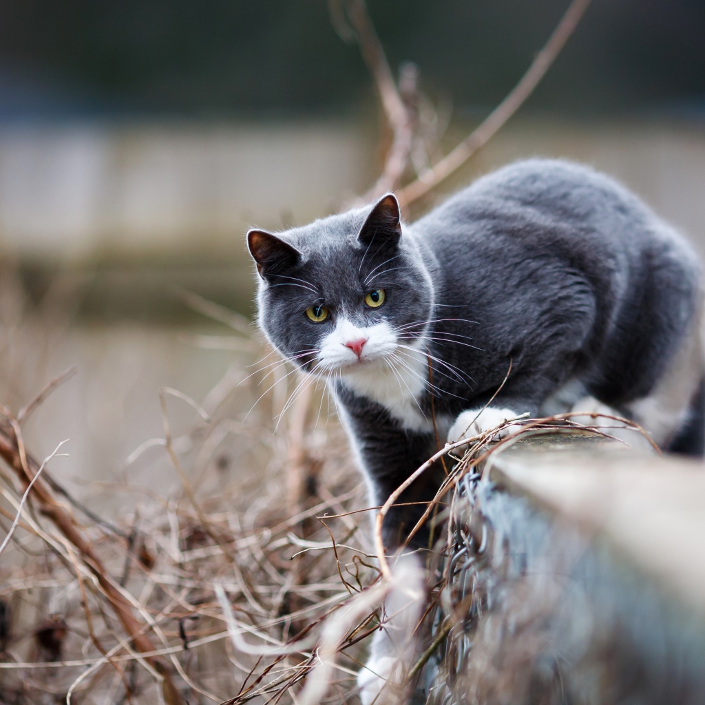 Красивый серый с белым кот сидит на заборе 