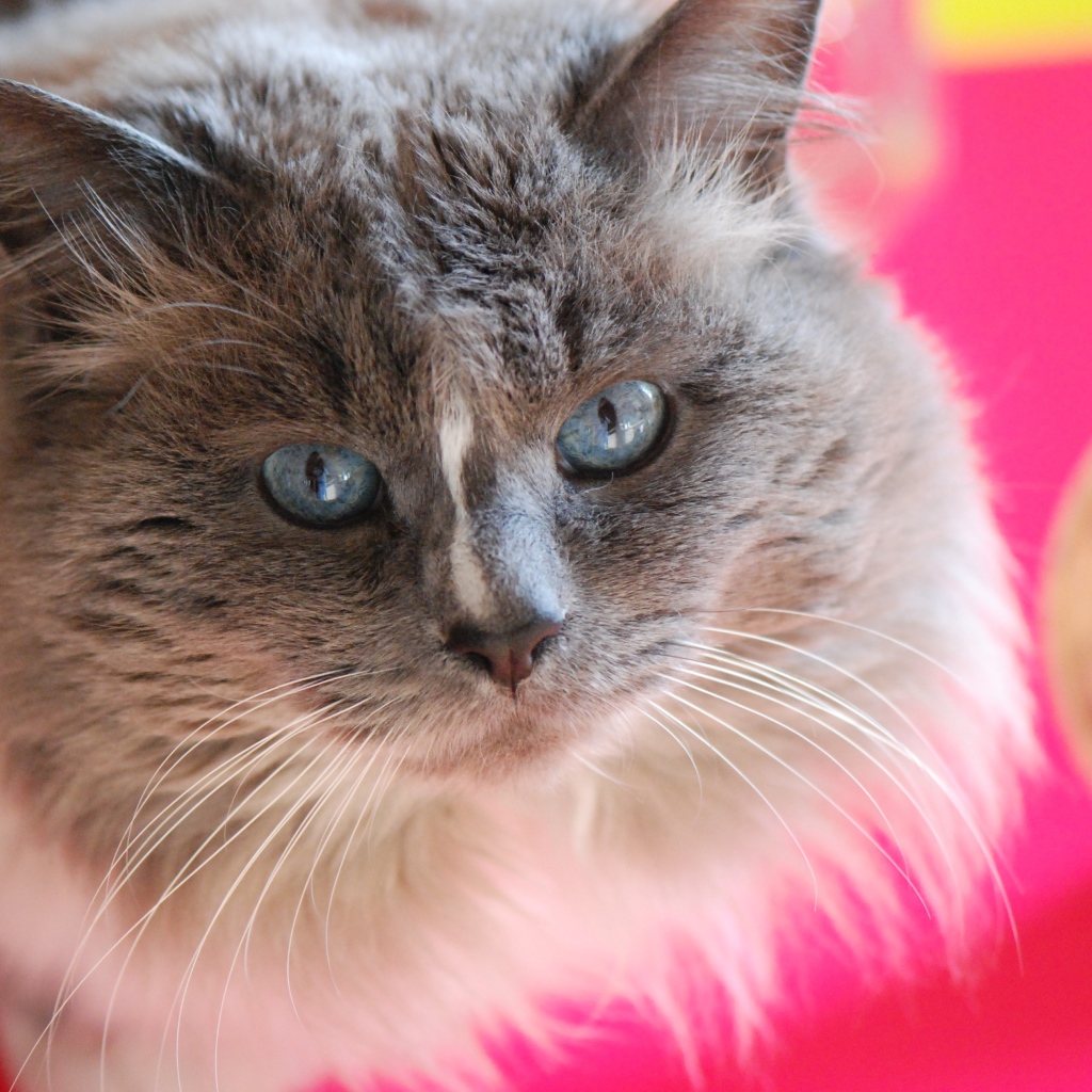 Красивый взгляд пушистого голубоглазого кота