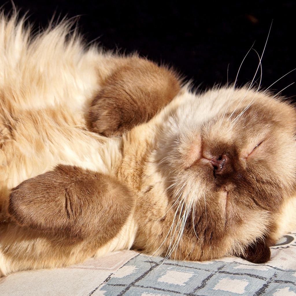 Красивый породистый сиамский кот спит на солнце