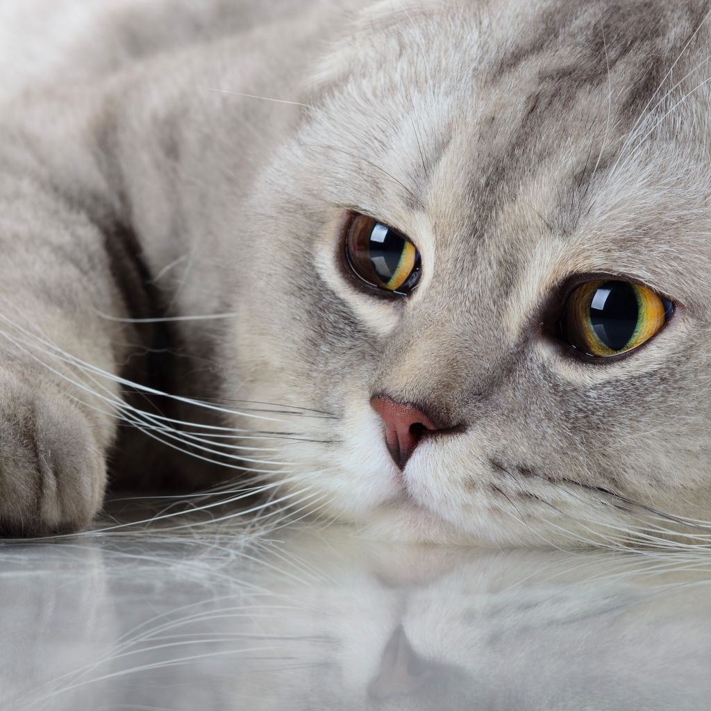 Красивый породистый кот с грустными глазами