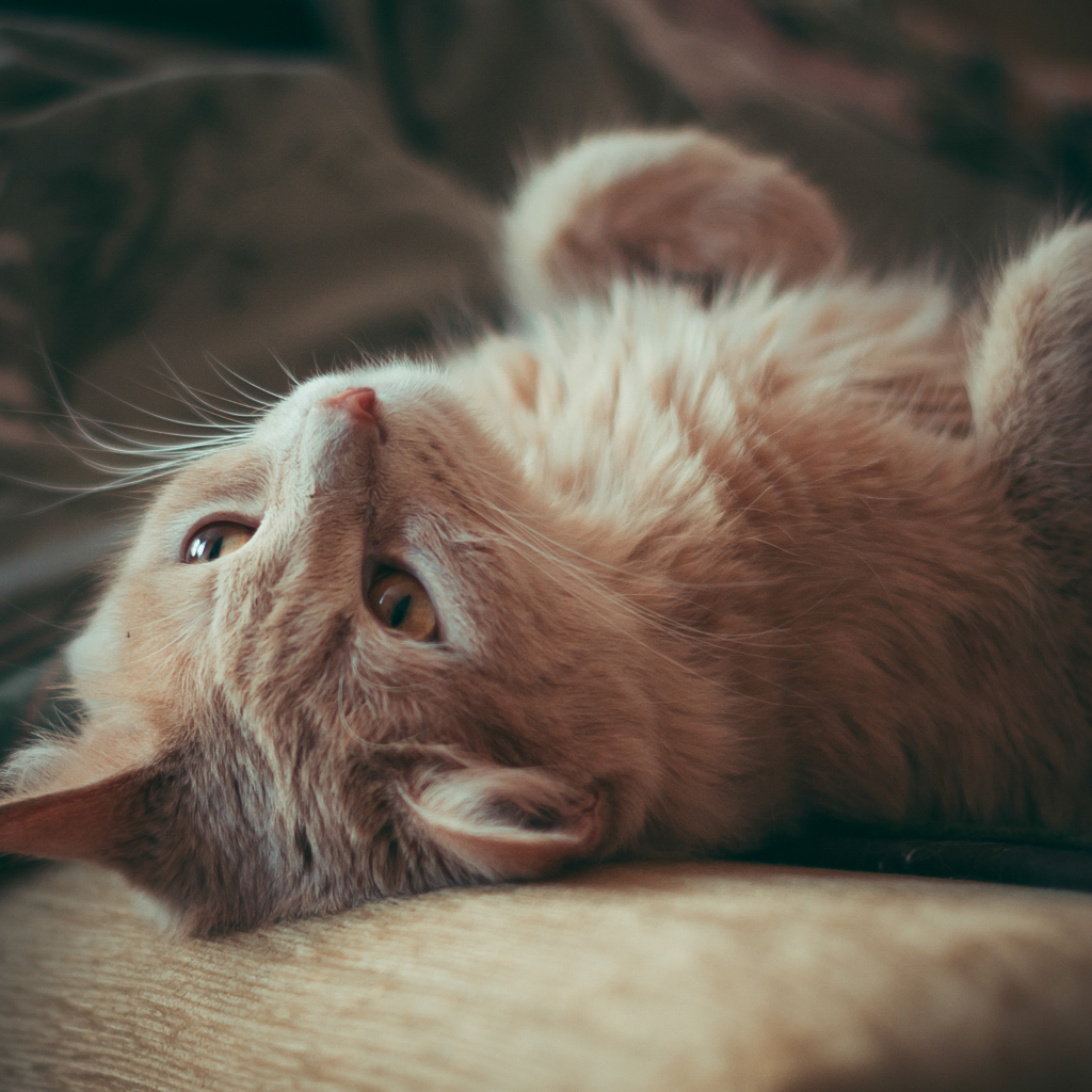 Красивый рыжий кот лежит на диване