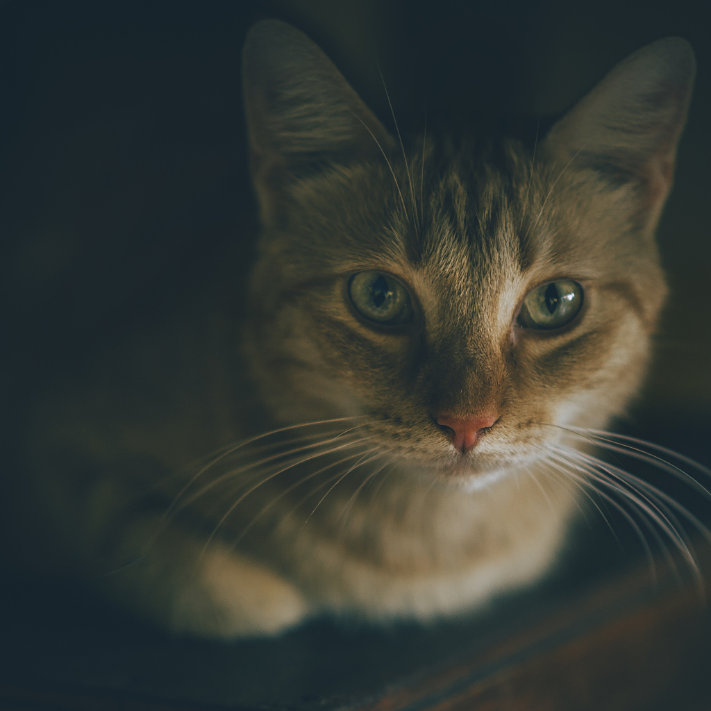 Красивый рыжий кот фото крупным планом