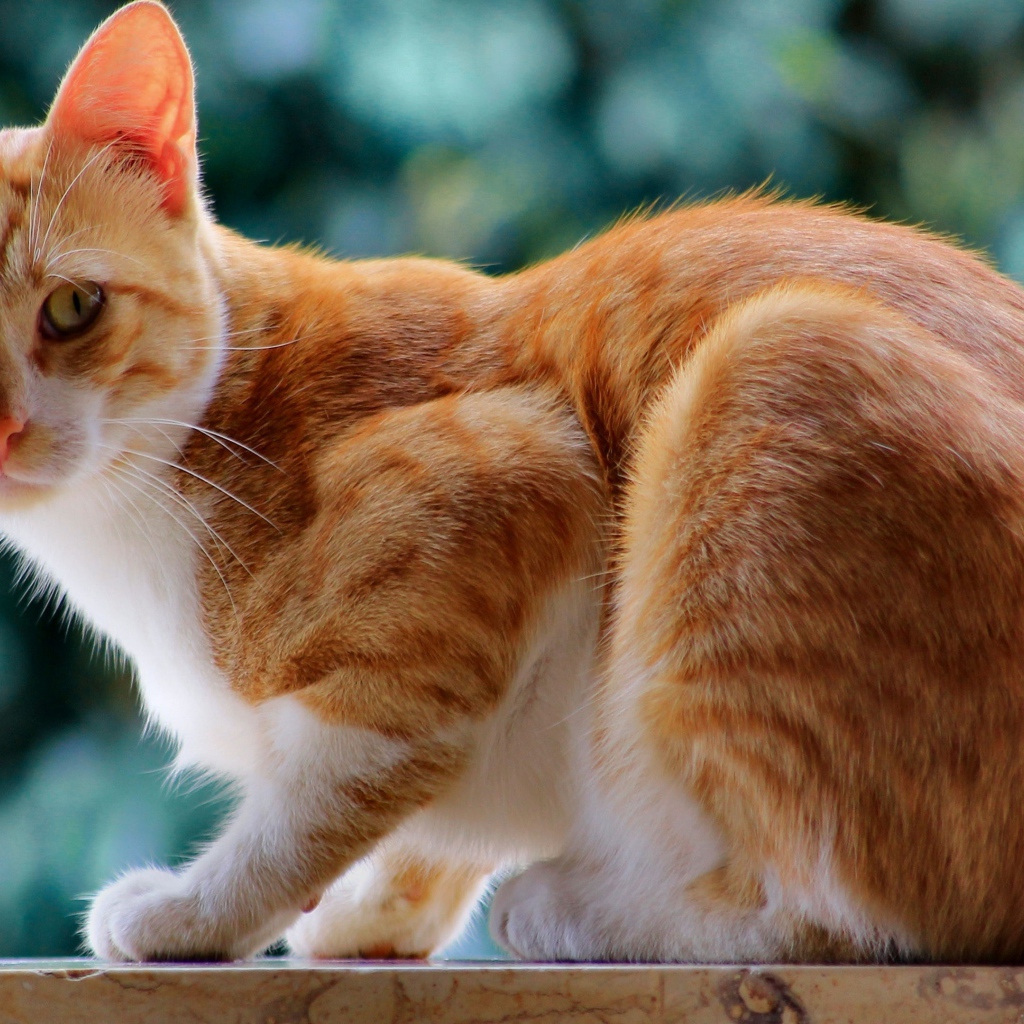 Красивый рыжий кот с длинными усами