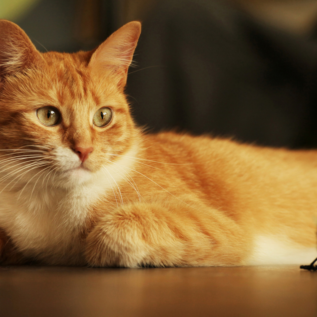 Красивый рыжий кот с игрушкой 