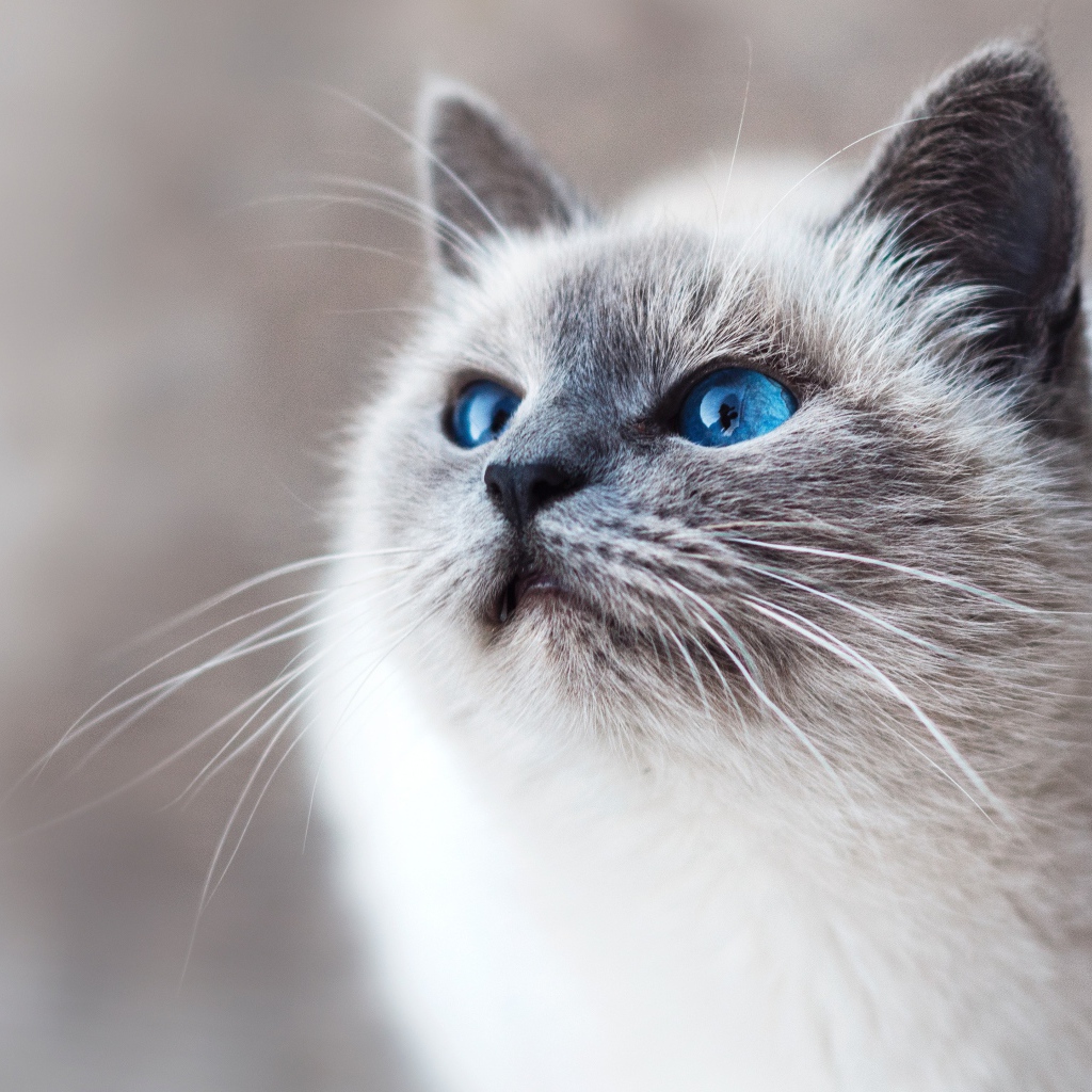 Красивый породистый голубоглазый кот