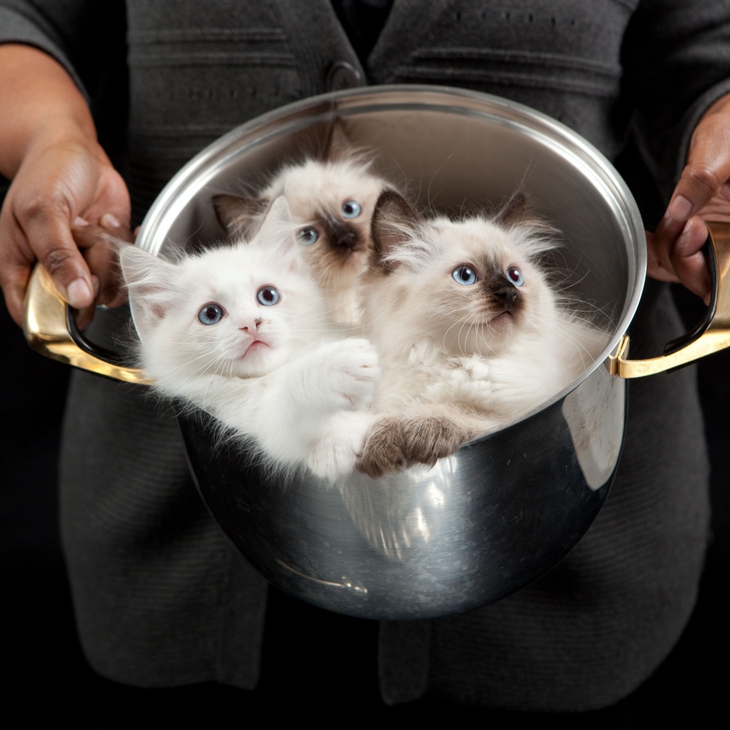 Красивые породистые котята в кастрюле