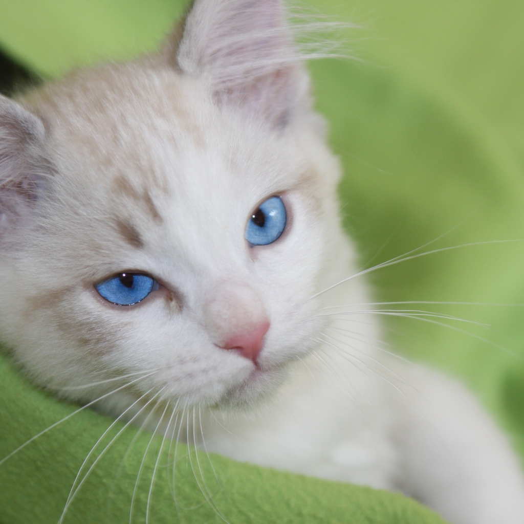 Красивый взгляд голубоглазой кошки