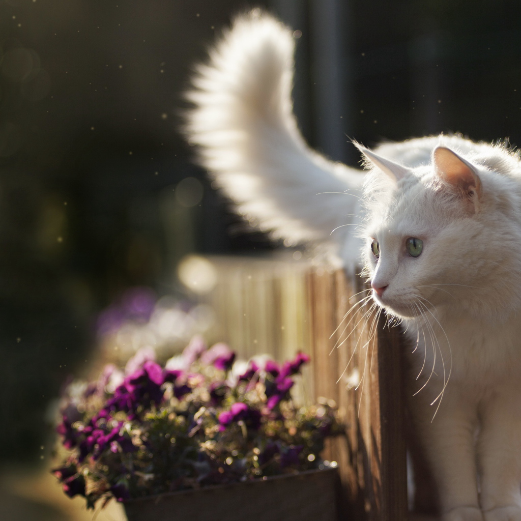 Красивый белый кот идет по забору с цветами