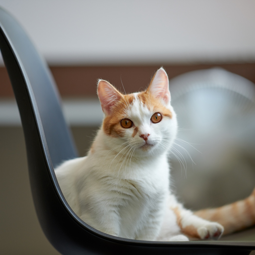 Красивый белый с рыжим кот на стуле